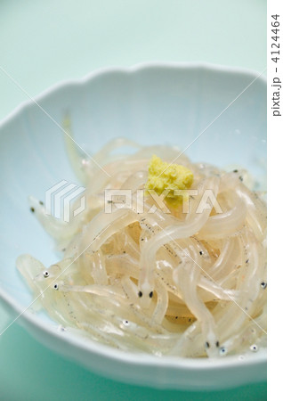 白魚 白魚 4124464