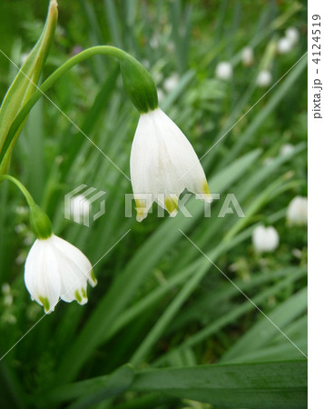スズランに似た花　スノーフレーク 4124519