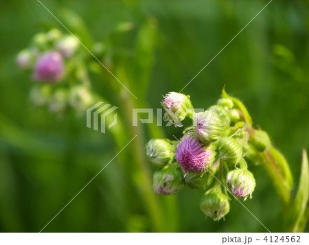 ハルジオンの蕾 ハルジオンの蕾 4124562