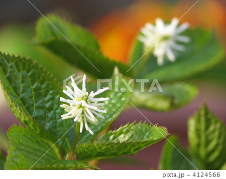 ヒトリシズカ ヒトリシズカ 4124566