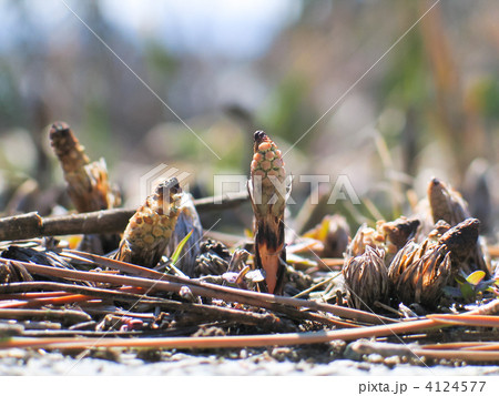 ツクシの芽生え 4124577