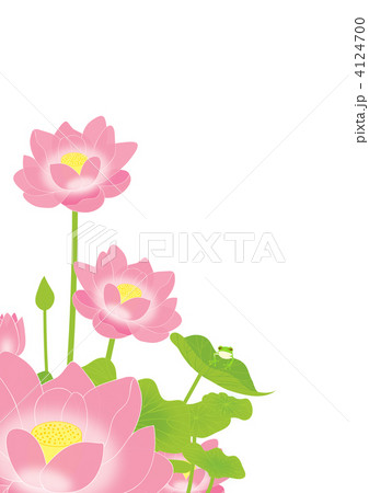 蓮の花とカエル 4124700