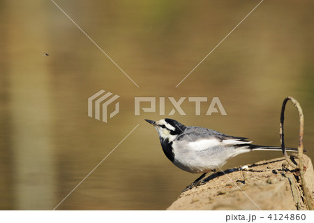 虫を狙うハクセキレイ 虫を狙うハクセキレイ 4124860