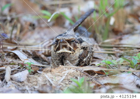 オビロヨタカ 4125194