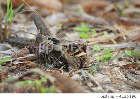 オビロヨタカ 4125196