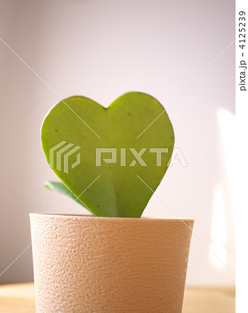 ハートリーフ ハートリーフ 4125239