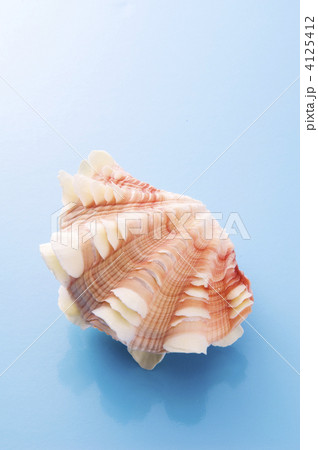 シャコガイ 貝殻 海の動物の写真素材