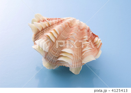 シャコガイ 貝殻 海の動物の写真素材