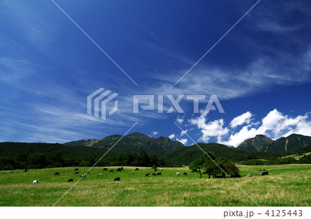 八ヶ岳牧場 4125443