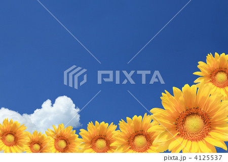 ひまわりと入道雲 4125537