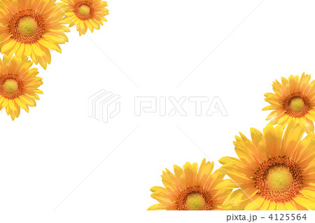 ひまわり 4125564