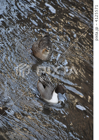 尾長鴨と真鴨 4125571