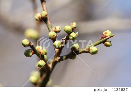 未だ蕾の白玉梅 未だ蕾の白玉梅 4125627