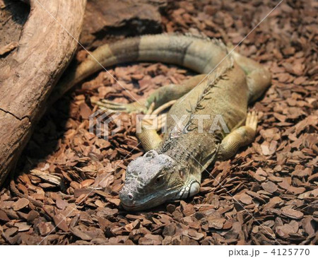 グリーンイグアナ 4125770