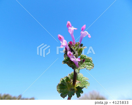 ホトケノザ（仏の座） 4125833