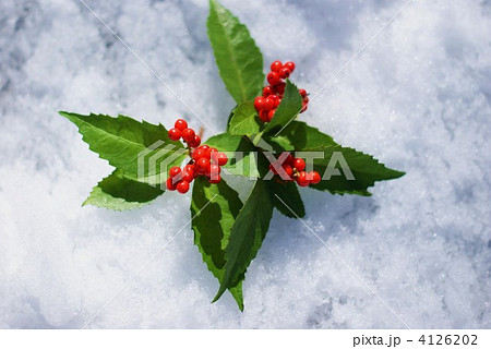 正月イメージ・積雪に千両横位置 4126202