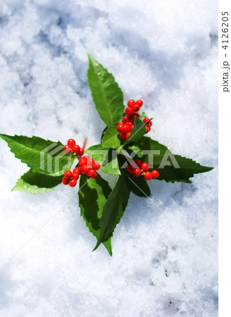 正月イメージ・積雪に千両縦位置 4126205