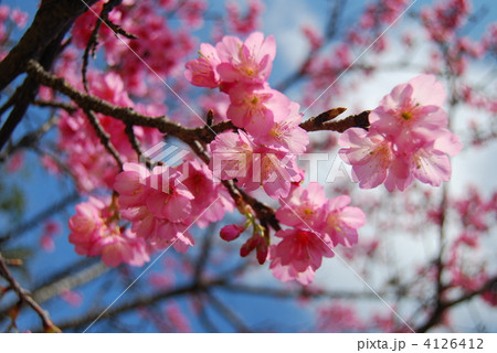 緋寒桜（沖縄） 4126412
