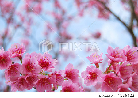 緋寒桜のフレーム（沖縄） 4126422