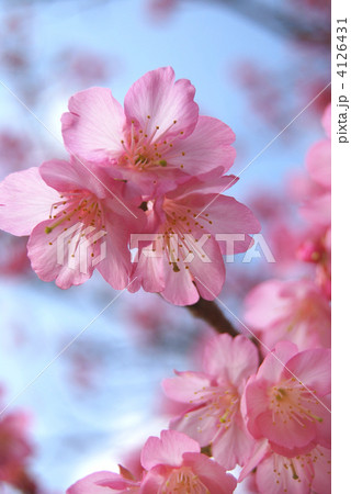 緋寒桜（沖縄） 4126431