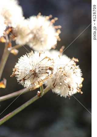 ツワブキの種 4126709