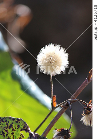 ツワブキの種 4126718