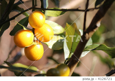 キンカン キンカン 4126721