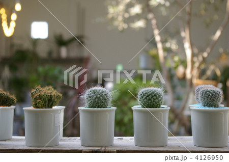 ミニサボテン 4126950
