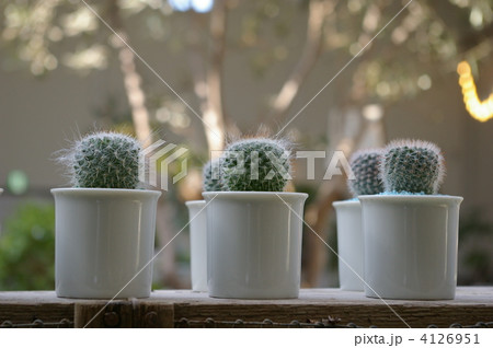 サボテン 4126951