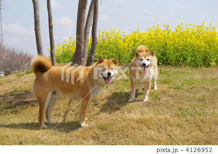 柴犬 4126952