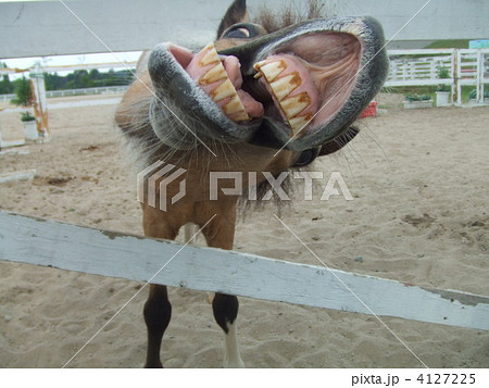 人参を欲しがる馬 人参を欲しがる馬 4127225
