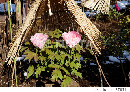 上野東照宮ぼたん苑のピンク色の牡丹の花と残雪 4127851