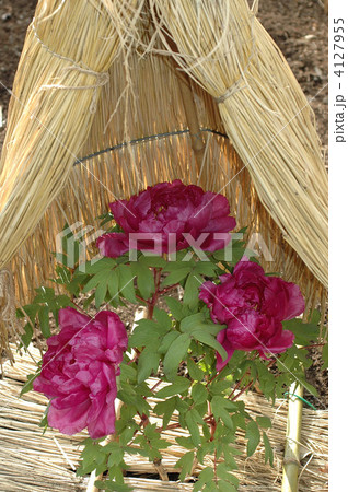 鎌倉ぼたん庭園の霜囲い 4127955