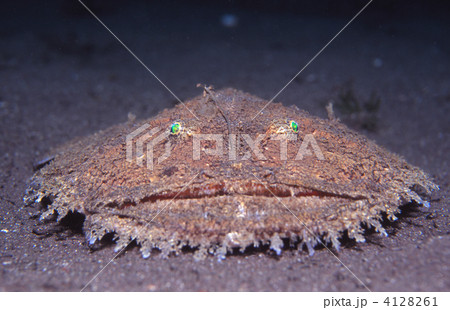 キアンコウ キアンコウ 4128261