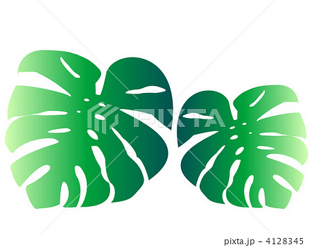 モンステラの葉緑2枚 ハワイのイラスト素材