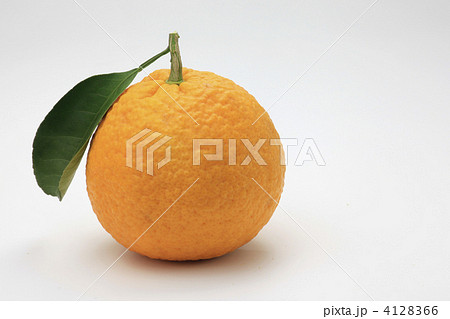 ハッサク 4128366