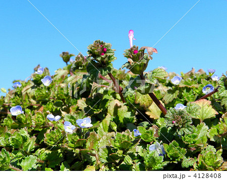 ホトケノザとオオイヌノフグリ 4128408