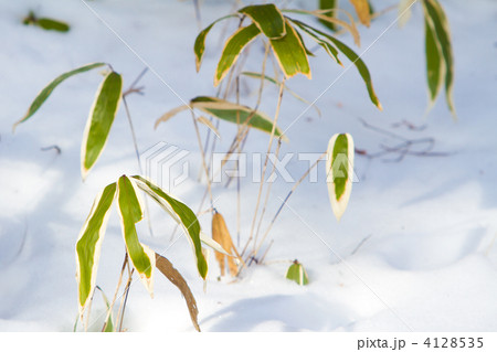 雪の中の熊笹　 4128535