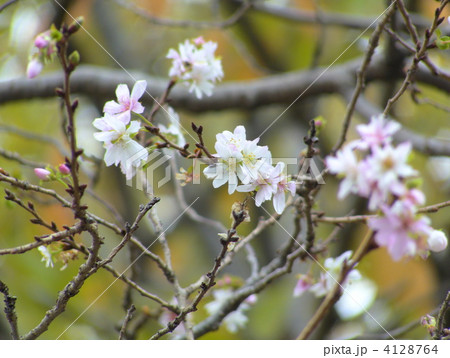 ジュウガツザクラ 4128764