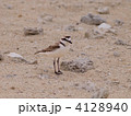 シロチドリ 4128940