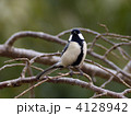 シジュウカラ 4128942
