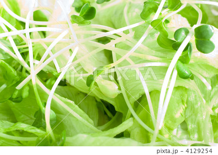 野菜サラダ 4129254
