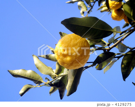 花柚子 4129275