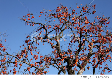 柿の木 4129285