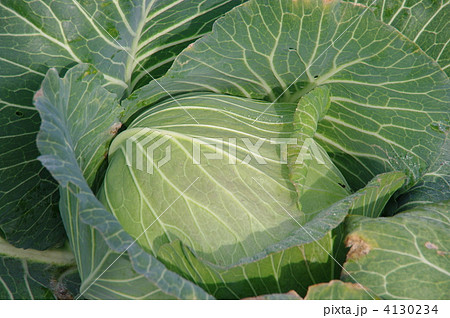 畑のキャベツ 冬キャベツ キャベツ 畑のキャベツ 冬キャベツ キャベツ 4130234