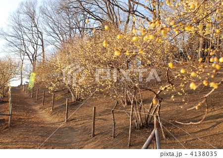 秩父　宝登山のロウバイ 4138035