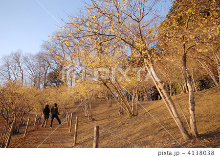 長瀞　蝋梅園 4138038