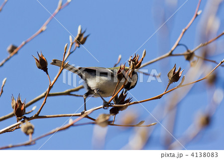 シジュウカラ 4138083