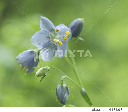 希少のお花ムラサキハナシノブ 希少のお花ムラサキハナシノブ 4138084