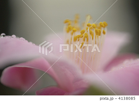 素晴らしい雰囲気の椿 4138085